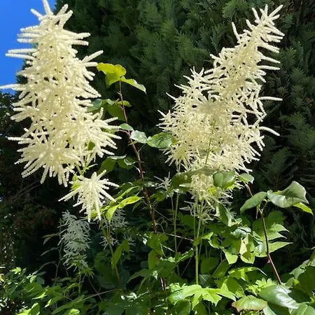 Amsel - Gemuetliches 10 Minuten Zum Апартаменты *