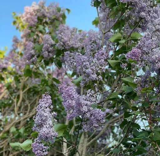 Amsel - Gemuetliches 10 Minuten Zum Apartament